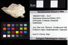 Foto (Objket + Etiketten) von Gastrosacus torosus (Robins, Feldmann & Schweitzer, 2013) 